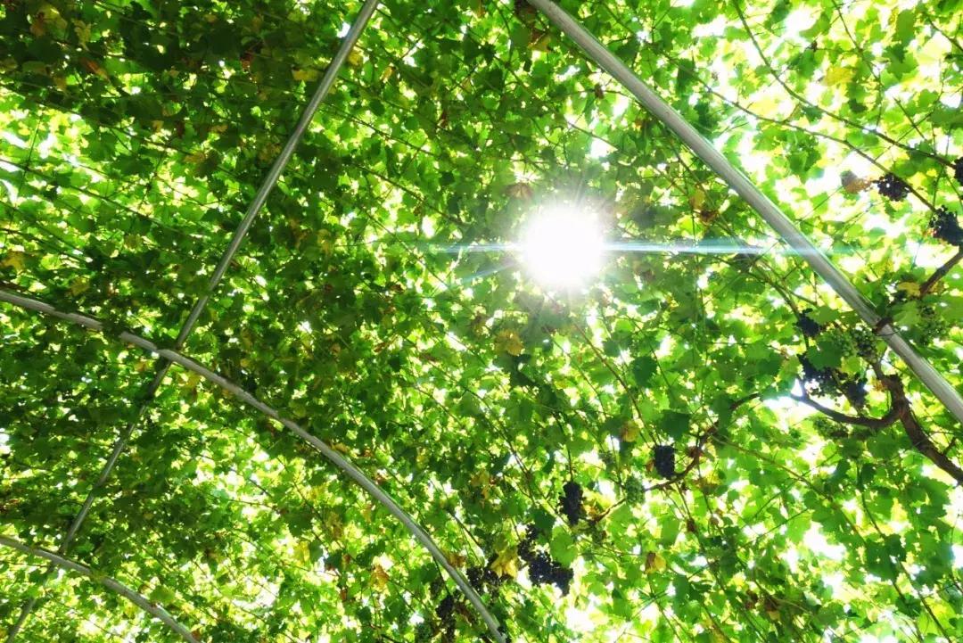 郑州曼哈顿哪个地方适合约会,秋天约会去郑州哪里比较好