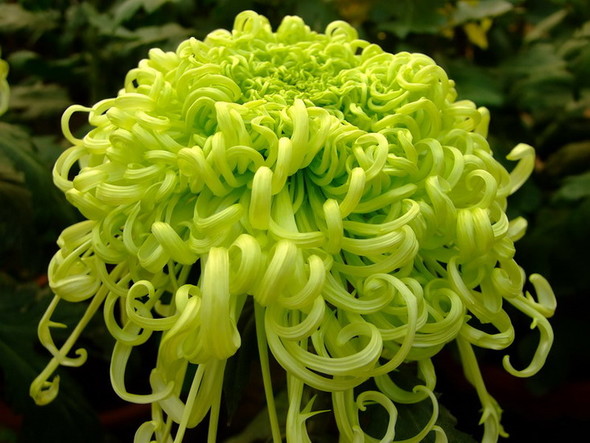 古人咏菊诗200首(值得收藏)