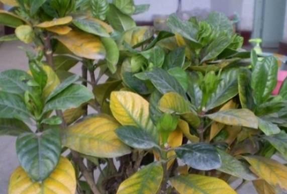 植物生病对照表,盆栽植物生病治疗方法