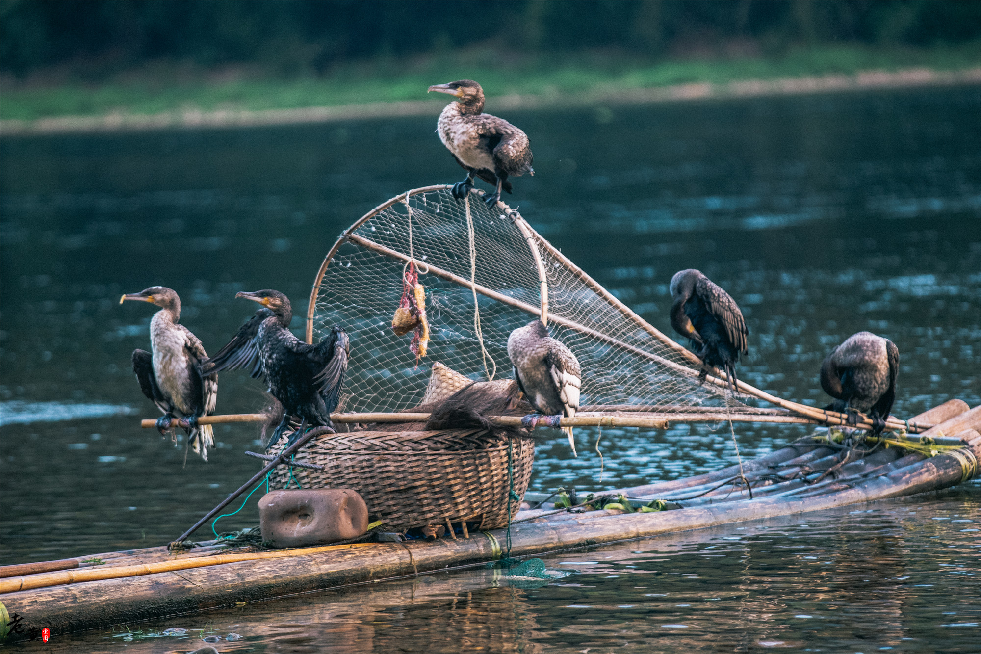 阳朔体验鱼鹰捕鱼,兴坪一日游之鸬鹚捕鱼记