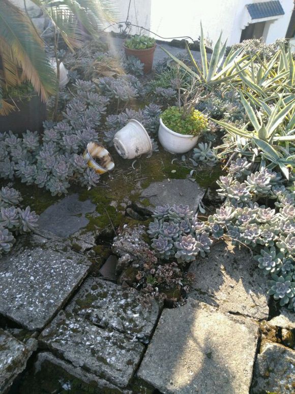 花了330元买了个10年老桩，带回家种了3箩筐，太爽了！