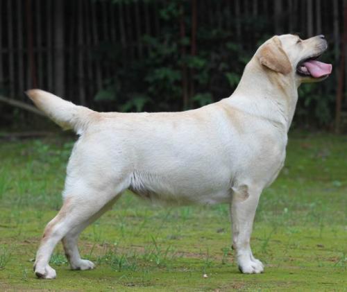 拉布拉多犬嘴巴尖是品种不纯吗,拉布拉多幼犬怎么看品种纯不纯