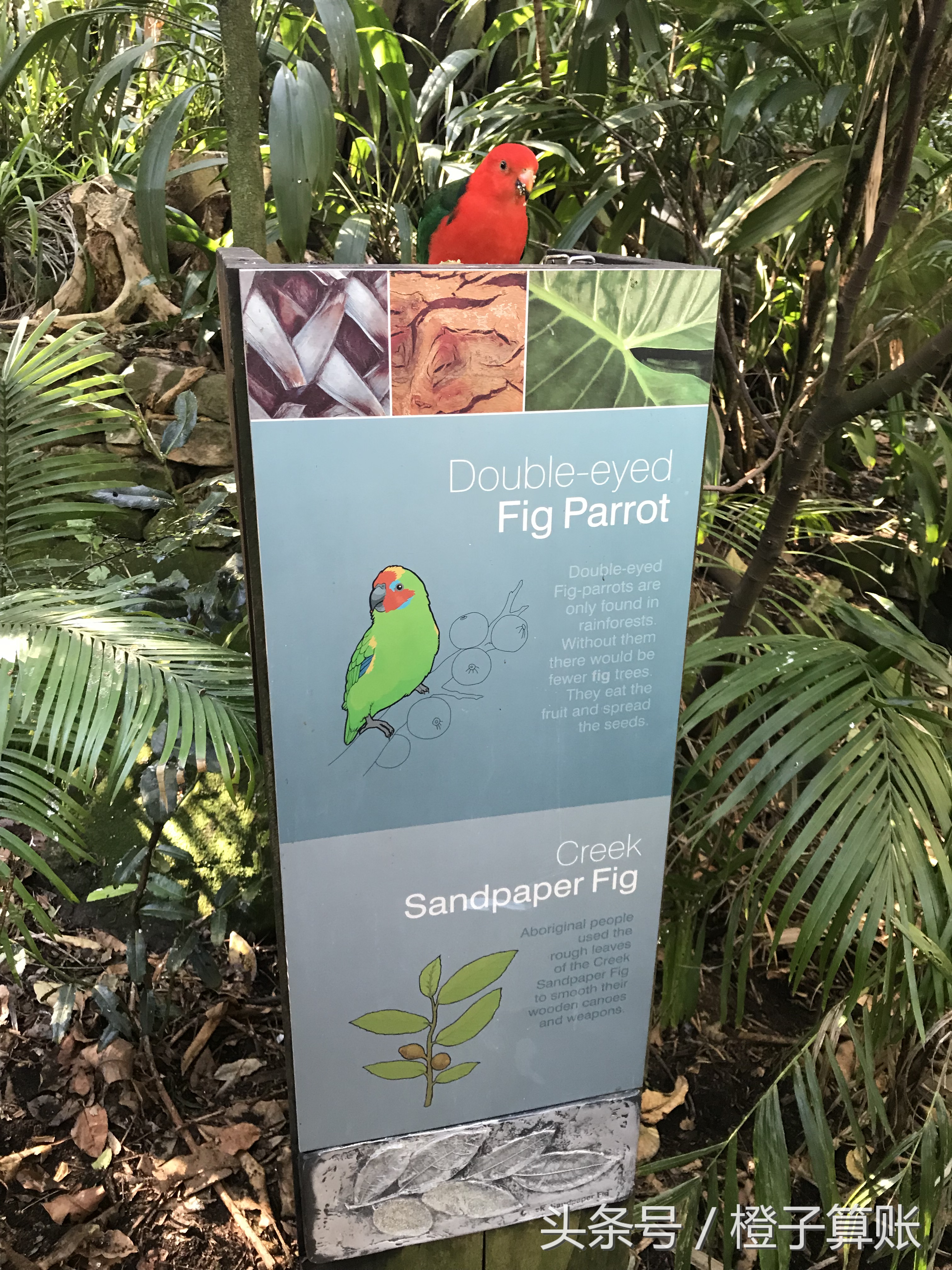 大堡礁怎么去悉尼旅游最好,悉尼自驾大堡礁攻略