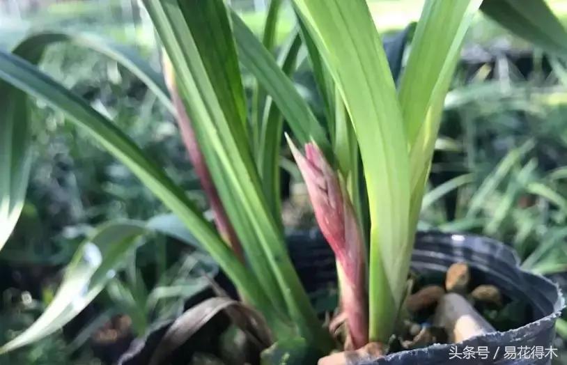 如何促使大花蕙兰兰花花芽分化,青山玉泉兰花花芽分化时间