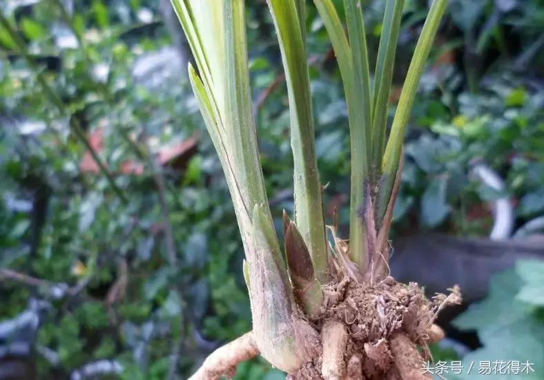如何促使大花蕙兰兰花花芽分化,青山玉泉兰花花芽分化时间