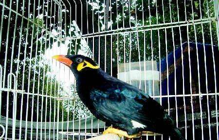 小鹩哥雏鸟几月份开始教它说话,教小鹩哥说话什么时间段最好