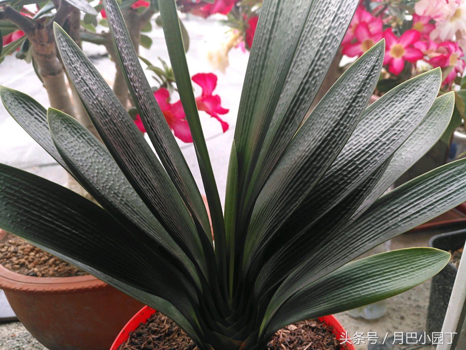 君子兰换盆用什么办法成活快点,这个季节要怎么给君子兰换盆