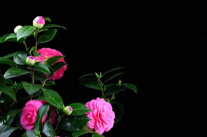 美丽好看的茶花图片,绝美茶花