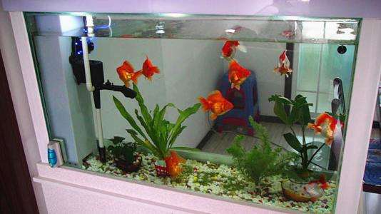 地摊上买的鱼能养活嘛,地摊卖鱼怎么养鱼