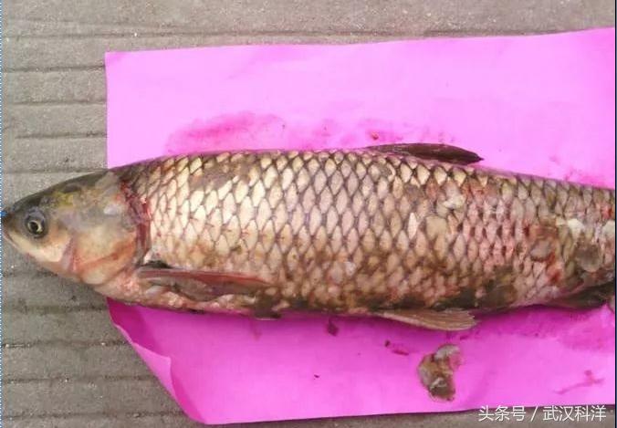 溴碘伏在水产中的作用,碘伏对出血的伤口可用吗