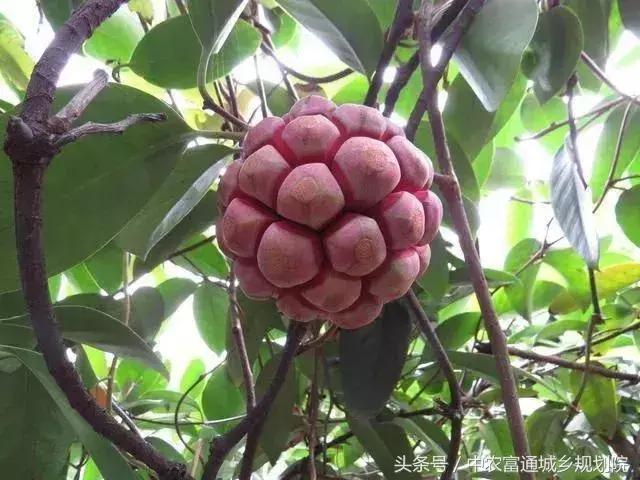 目前什么水果利润空间比较高,目前最有潜力挣钱的水果