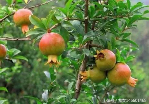 世界各国的国花视频,各国国花及花语列表