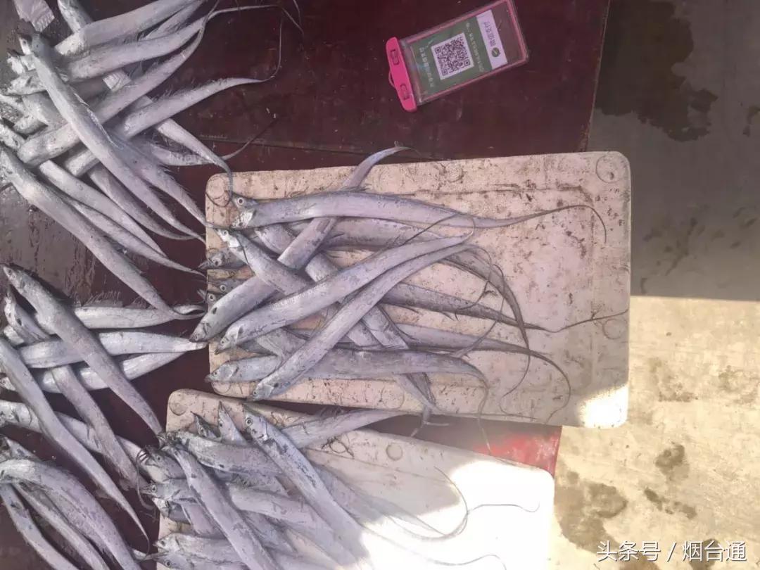 烟台开海现场直播视频,开海现场视频直播