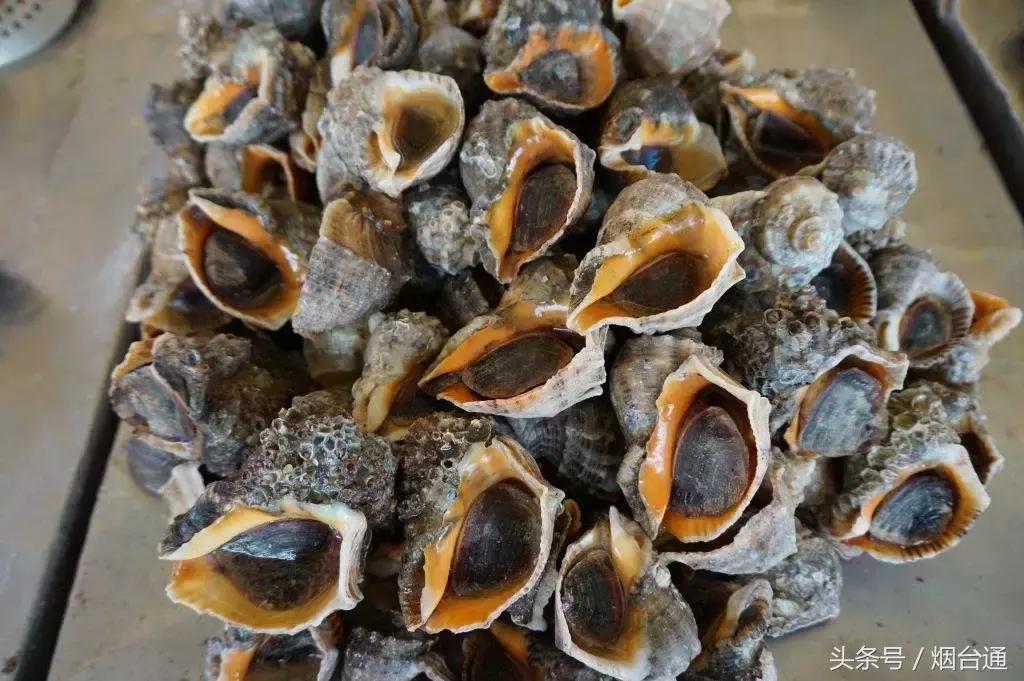 烟台开海现场直播视频,开海现场视频直播