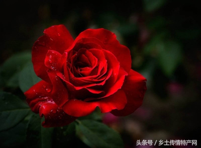 辽中玫瑰基地批发,辽中玫瑰种植基地