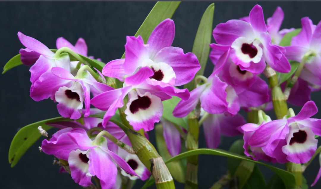 「95元雅姿面膜微购佣金秒结」一分钟招商计划