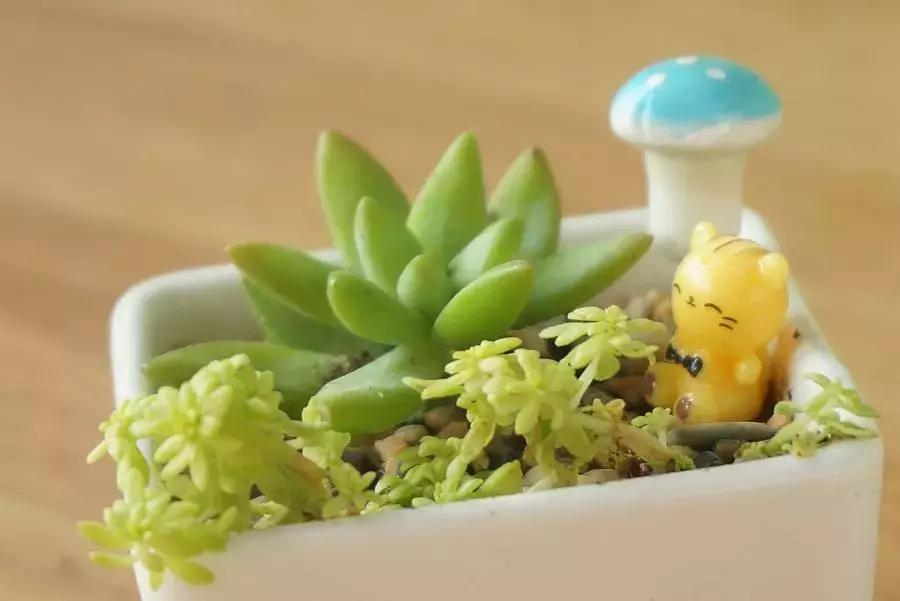 小伙回到农村种“多肉”,一棚能赚五六万元