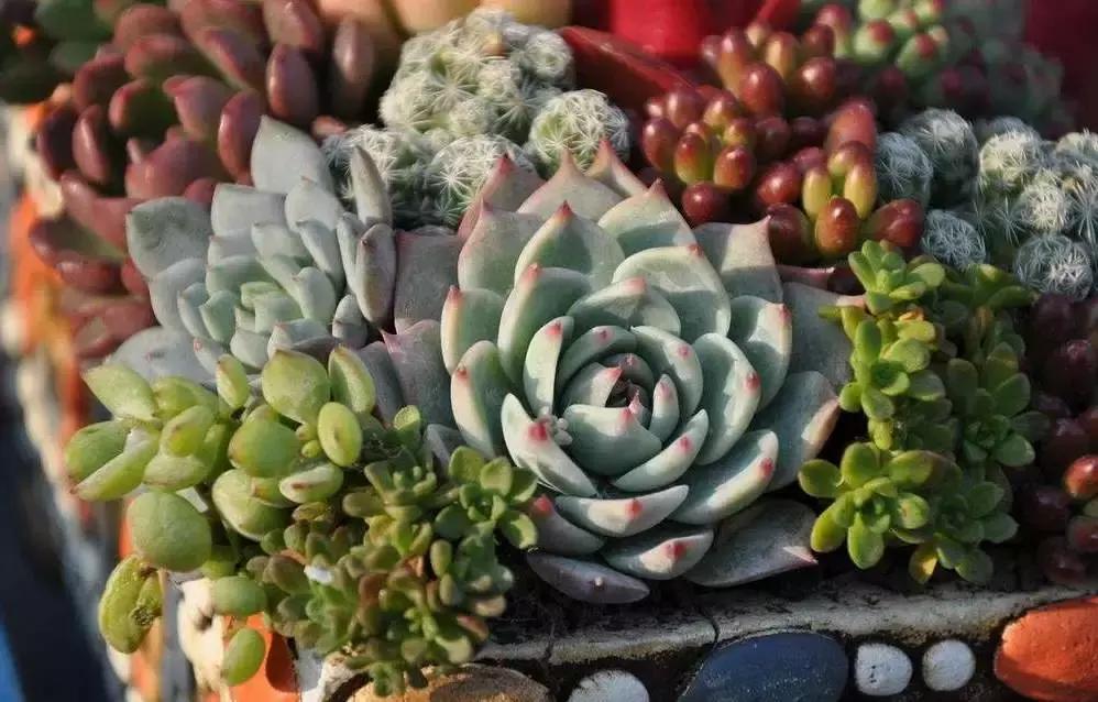 小伙回到农村种“多肉”,一棚能赚五六万元