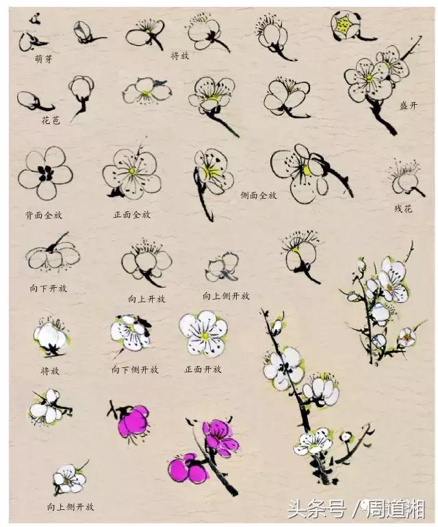 梅花花朵的国画画法视频,大写意梅花枝干国画画法