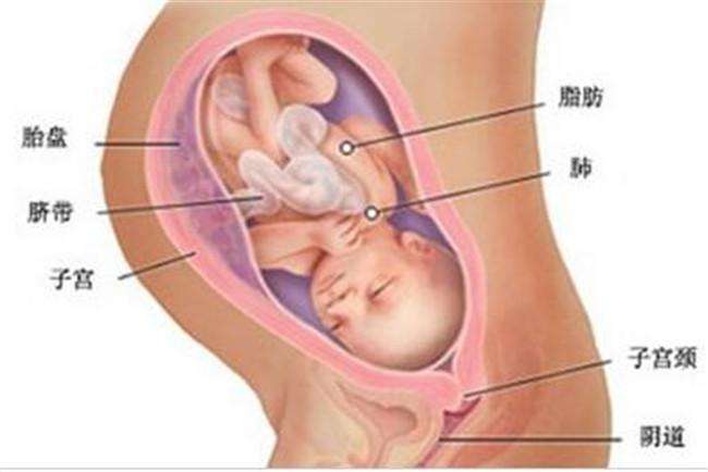 怀孕3个月胎儿趴着怎么办,三个月胎儿趴肚子里视频