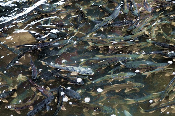 青海湖湟鱼水下视频,青海湖湟鱼洄游路线