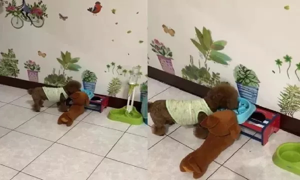 泰迪不听话太调皮怎么训牛头梗,泰迪不撒娇视频教程