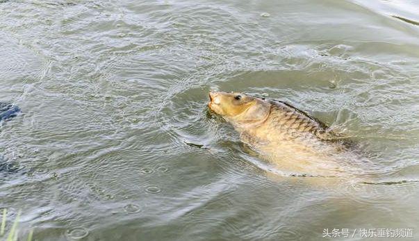 秋钓钓鱼技巧视频,秋钓鲤鱼诀窍