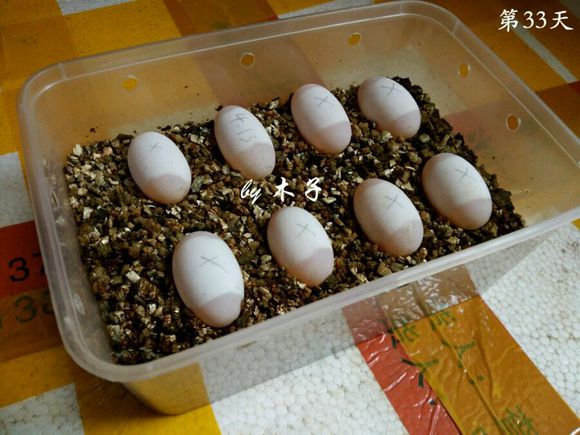 草龟繁殖经验分享孵蛋40天破壳,草龟养殖日记从幼苗开始