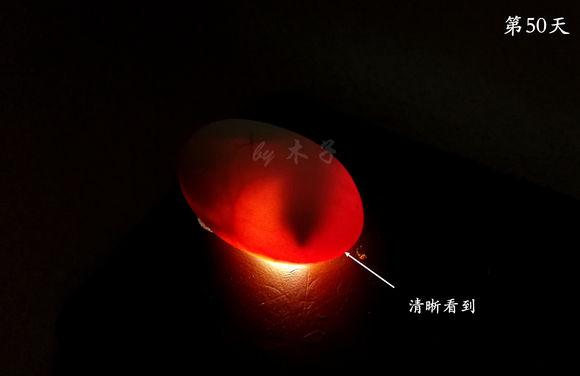 草龟繁殖经验分享孵蛋40天破壳,草龟养殖日记从幼苗开始