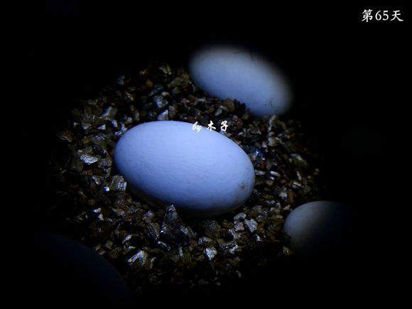 草龟繁殖经验分享孵蛋40天破壳,草龟养殖日记从幼苗开始