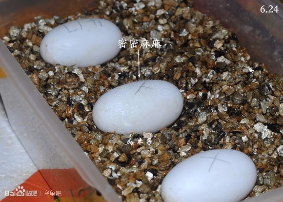 自己养的草龟怎么孵化草龟蛋,自家养的草龟如何产蛋