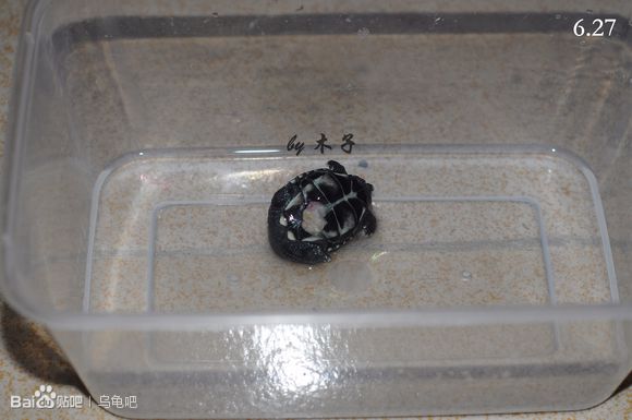 自己养的草龟怎么孵化草龟蛋,自家养的草龟如何产蛋