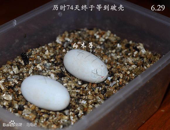 自己养的草龟怎么孵化草龟蛋,自家养的草龟如何产蛋