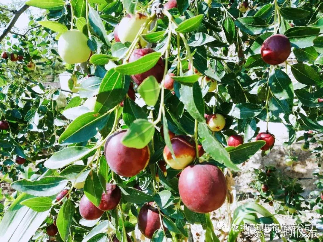九月的碾畔民宿，红枣与你邂逅
