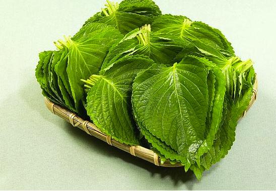 种菜有虫子要什么药,室内阳台种菜招虫子怎么办