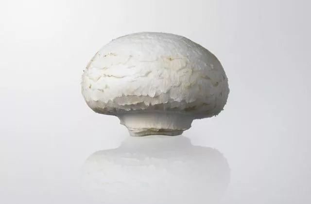 口蘑中最名贵的是什么蘑,口蘑是哪个地方特产