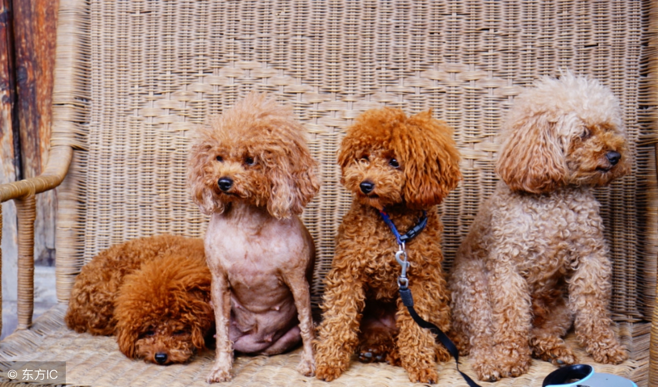 狗狗的毛发会随着时间变色吗,狗狗泪痕毛发变色