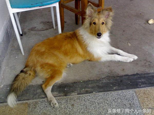 说说苏格兰牧羊犬的缺点,苏格兰牧羊犬的优点和缺点