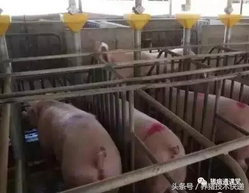 猪场人工授精的正确方法,猪场给母猪人工授精注意哪些