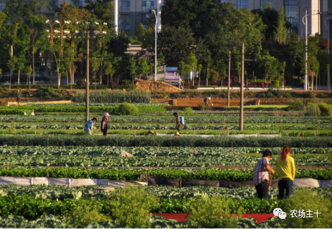 成为农业大户的条件,中国农场主的要求