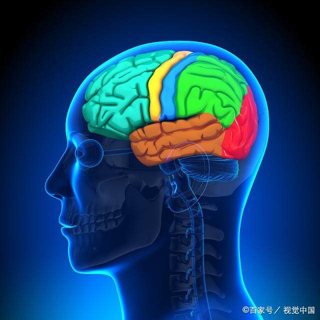 大脑的区域与数学能力,如何提高大脑的运算能力