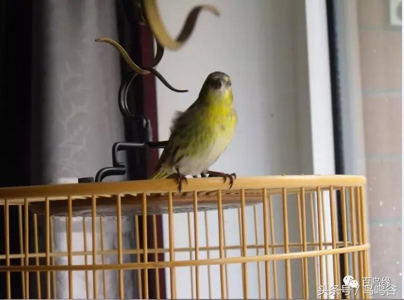 新手养鸟注意事项大全图片,新手养鸟要注意什么
