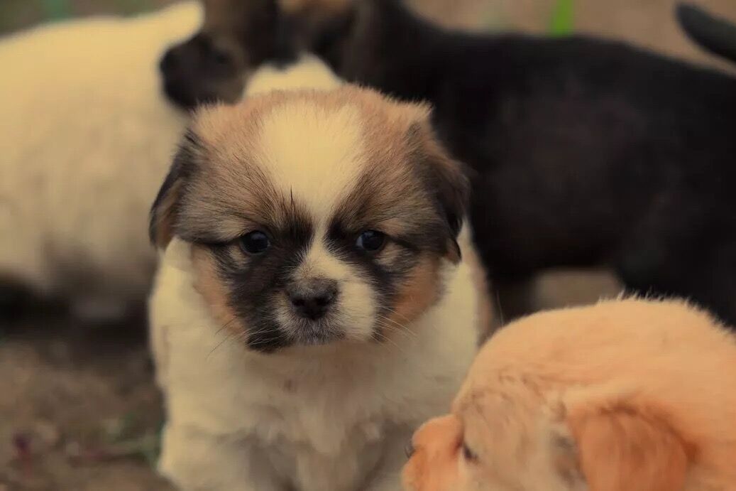 狗狗吃便便的几个原因,狗狗便便怎么解决