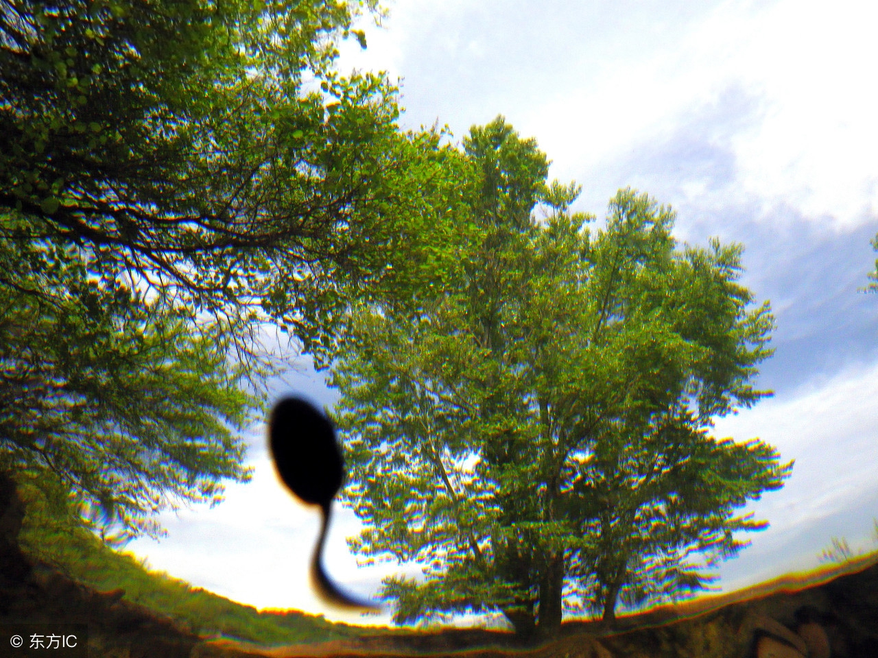 胎梦究竟预示着什么？胎梦准吗？我怀的到底是男是女啊？