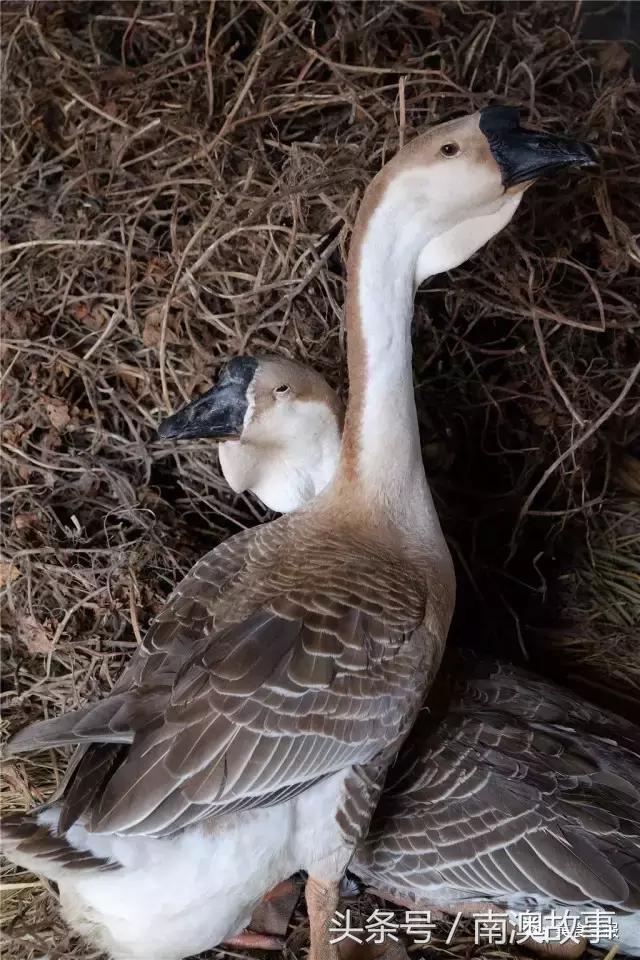 潮汕人眼中的广东图,潮汕人的菜图片大全