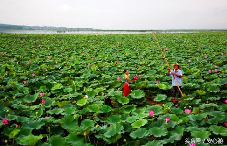 去微山湖看荷花哪里位置最好,7月微山湖红荷湿地公园旅游攻略