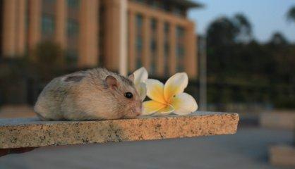 生肖鼠寅午戌三合,生肖鼠的婚姻命运