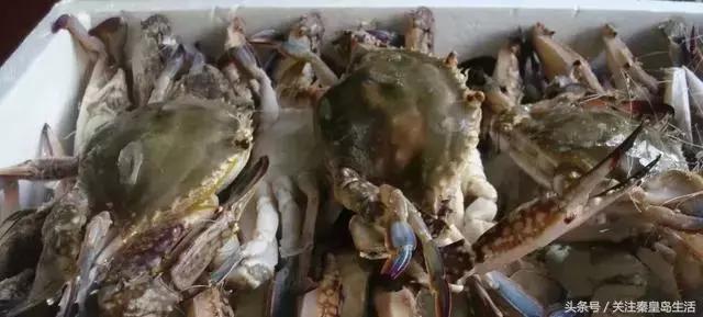 开海后的生猛海鲜已抵达秦皇岛,秦皇岛开海前的海鲜