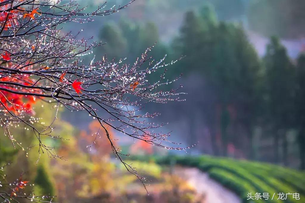 今天白露喝什么汤好,今天白露吃什么饭好呢