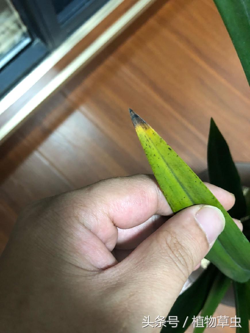 养兰花谨记3个小细节爆盆拦不住,兰花换盆后怎么养才能长得更好